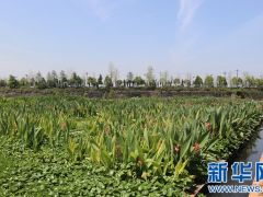 建美麗河湖 促人水和諧——江西安源水環(huán)境治理顯成效